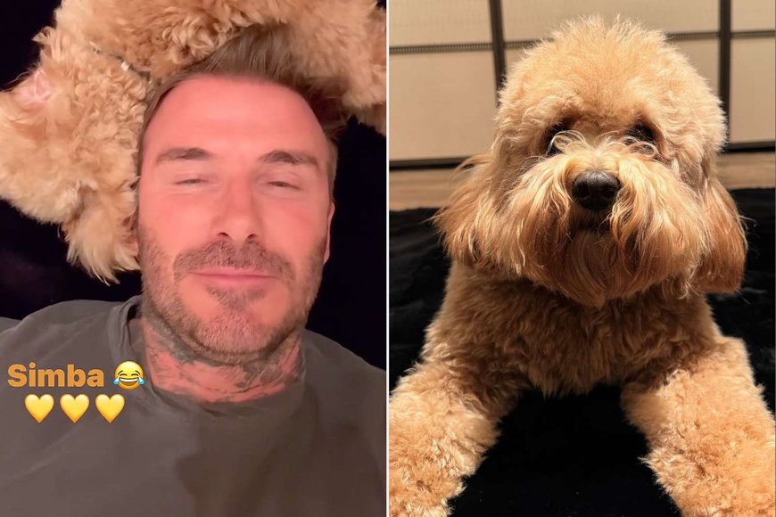 David Beckham and Simba