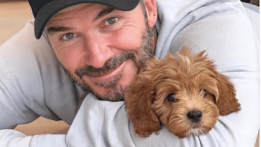 David and Victoria Beckham's Dog Simba
