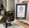 California's Most Influential Pig: Merlin Captures Instagram Stardom