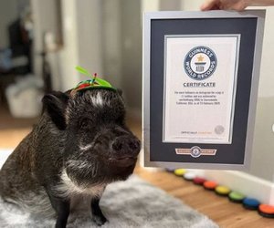 California's Most Influential Pig: Merlin Captures Instagram Stardom