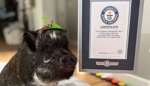 California's Most Influential Pig: Merlin Captures Instagram Stardom