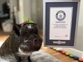 California's Most Influential Pig: Merlin Captures Instagram Stardom
