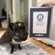 California's Most Influential Pig: Merlin Captures Instagram Stardom