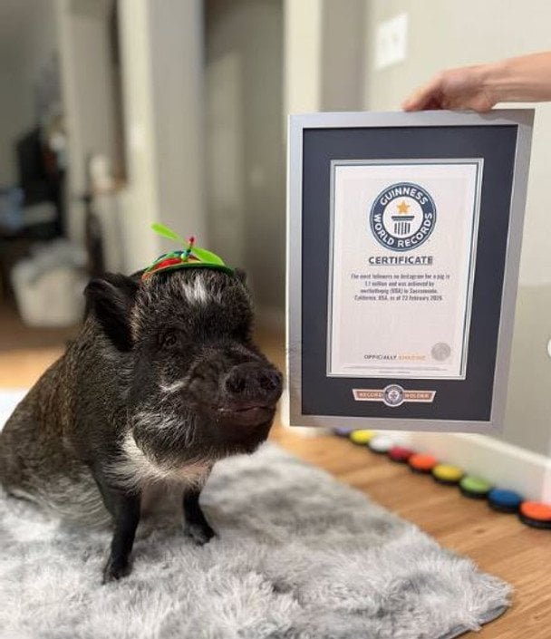 California's Most Influential Pig: Merlin Captures Instagram Stardom