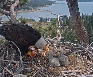 California's Feathered Celebs: Jackie & Shadow's Eaglets Need Names!