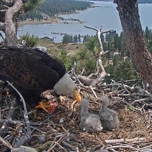 California's Feathered Celebs: Jackie & Shadow's Eaglets Need Names!