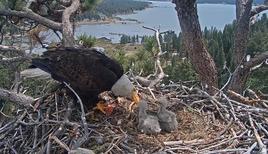 California's Feathered Celebs: Jackie & Shadow's Eaglets Need Names!