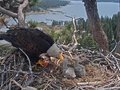 California's Feathered Celebs: Jackie & Shadow's Eaglets Need Names!