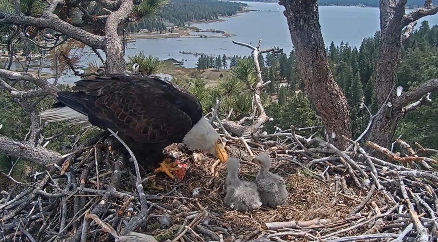California's Feathered Celebs: Jackie & Shadow's Eaglets Need Names!