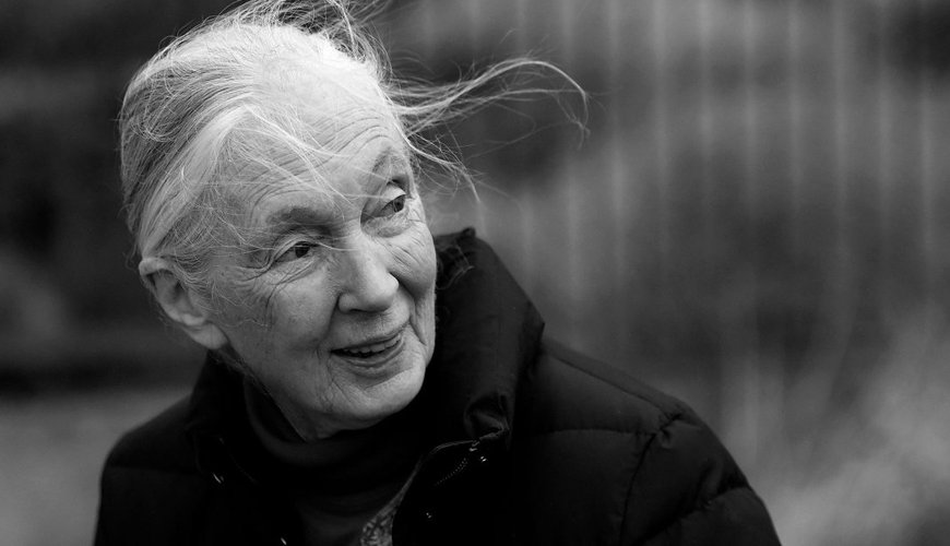 Hollywood Honors: DiCaprio and More Celebrate Jane Goodall’s Legacy