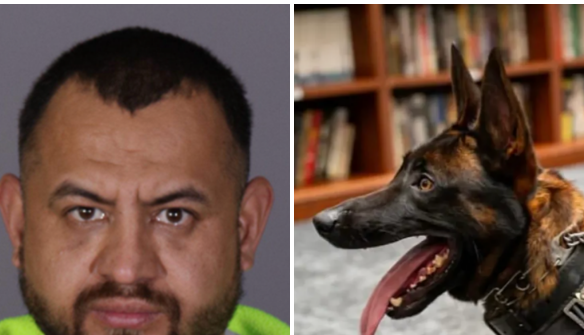 Heartfelt Farewell: K-9 Hero 'Spike' Honored After Tragic Burbank Shootout